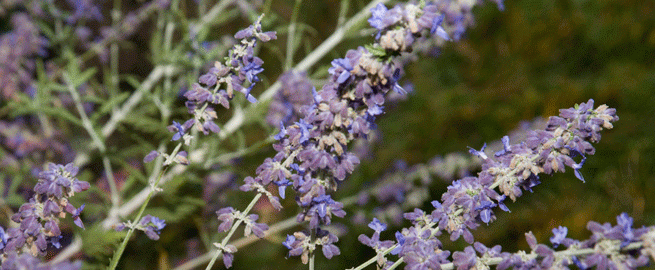native plant