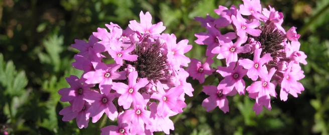 SUNY Empire dedicates flower garden to those impacted by COVID pandemic –  Saratogian