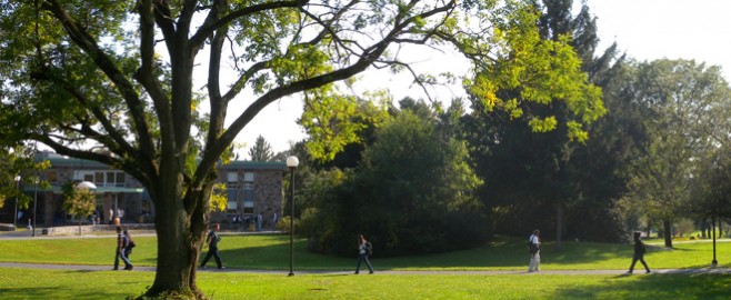 campus tree