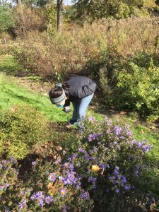 WCC Student Marisa Rodriguez collects data at the Native Plant Center, Valhalla Campus