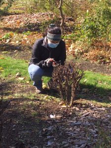 WCC Student Marisa Rodriguez collects data at the Native Plant Center, Valhalla Campus